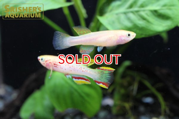 画像3: アフィオセミオン ガードネリー　ゴールド（ペア） (3)