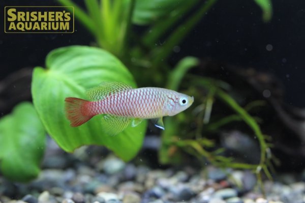 画像2: ノソブランキウス　フォーシャイ（オス） (2)