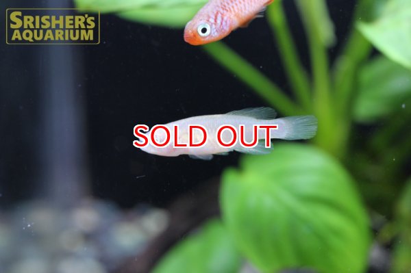 画像6: ノソブランキウス　キサキ（ペア） (6)