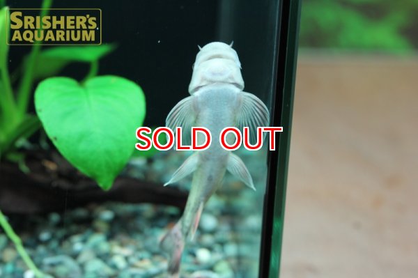 画像4: パンダガラ（Ｌ） (4)