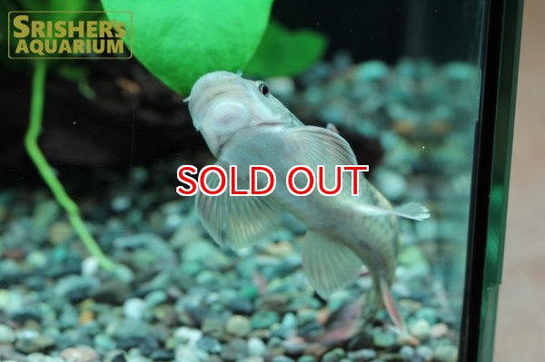 画像3: パンダガラ（Ｌ） (3)