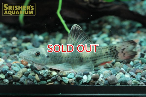 画像2: パンダガラ（Ｌ） (2)