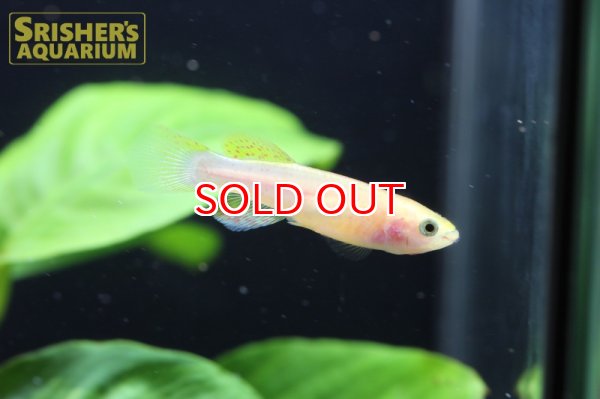 画像4: アフィオセミオン ガードネリー　ゴールド（ペア） (4)