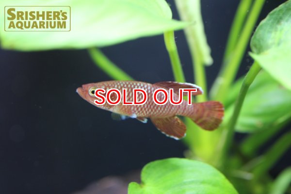 画像3: ノソブランキウス　コーソザエ（ペア） (3)