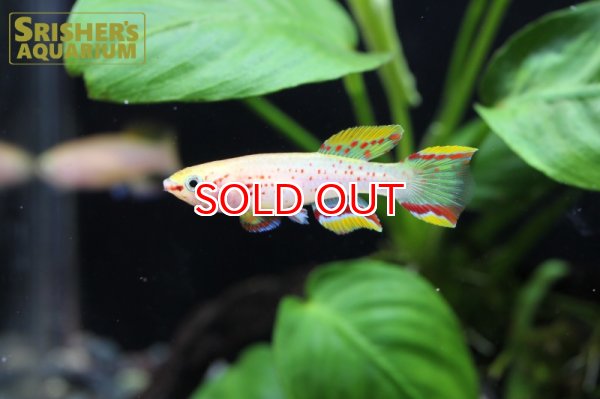 画像2: アフィオセミオン ガードネリー　ゴールド（ペア） (2)