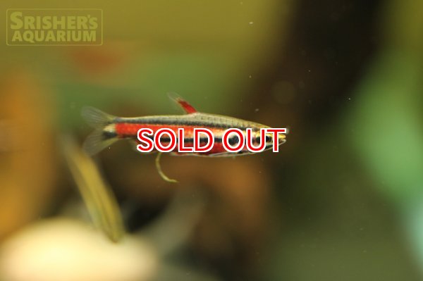 画像2: ブラッドレッドペンシル (2)