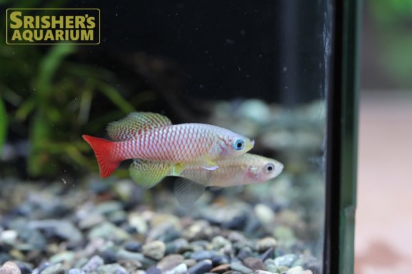 画像4: ノソブランキウス　フォーシャイ（オス） (4)