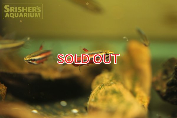 画像4: ブラッドレッドペンシル (4)