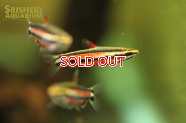 画像1: ブラッドレッドペンシル (1)