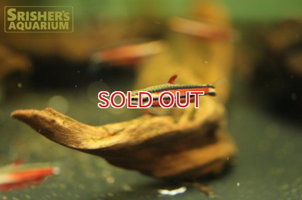 画像3: ブラッドレッドペンシル (3)