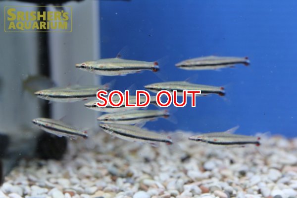 画像5: スリーラインペンシル（ネグロ） (5)