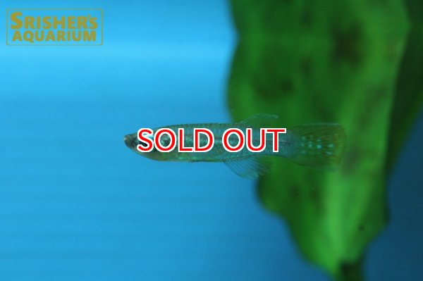 画像2: アプロケイリクティス　マクロフタルムス WILD (2)