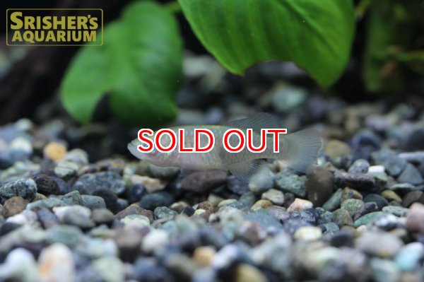 画像5: ノソブランキウス　フォーシャイ（ペア） (5)