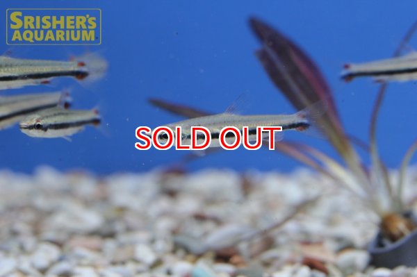 画像3: スリーラインペンシル（ネグロ） (3)