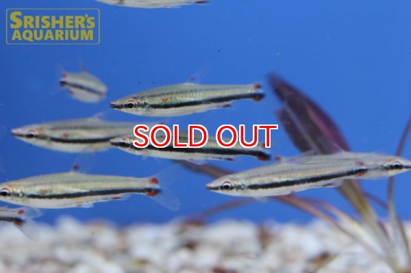 画像2: スリーラインペンシル（ネグロ） (2)