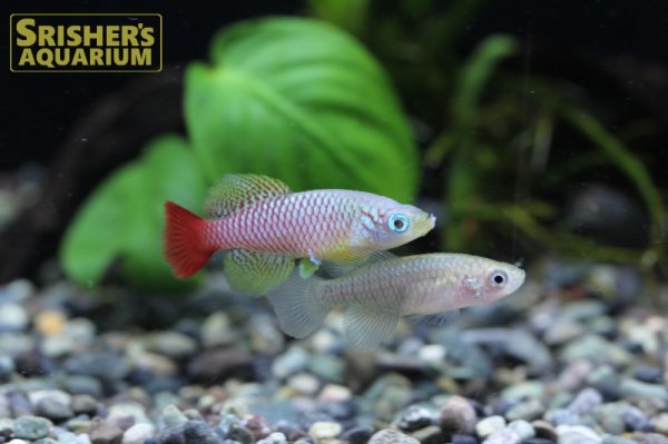 画像3: ノソブランキウス　フォーシャイ（オス） (3)