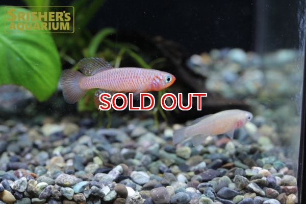 画像5: ノソブランキウス　キサキ（ペア） (5)