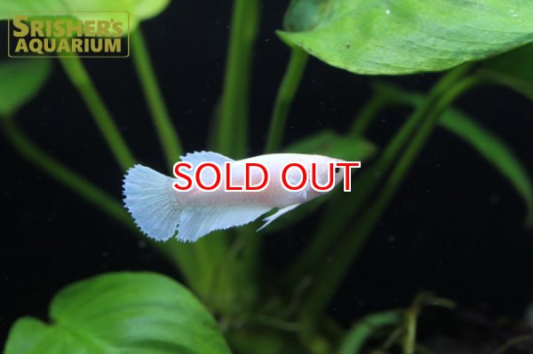 画像5: ベタ ハーフムーン ホワイト　MIX（国産） (5)