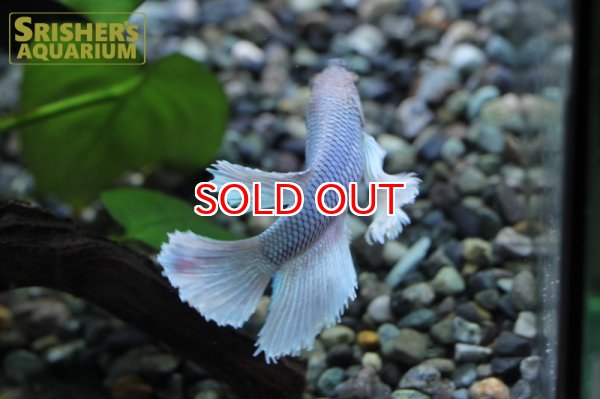 画像5: ベタ ハーフムーンプラガットダンボ　メス n-1 (5)