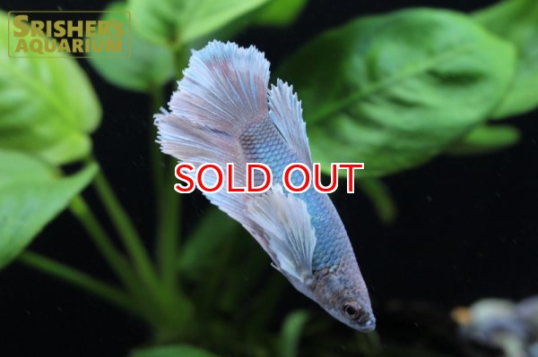 画像4: ベタ ハーフムーンプラガットダンボ　メス n-1 (4)