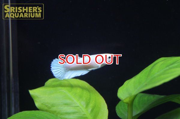 画像2: ベタ ハーフムーン ホワイト　MIX（国産） (2)