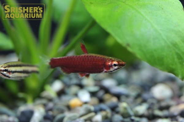 画像3: クリムゾンレッドペンシル　オス (3)