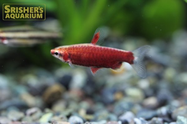 画像4: クリムゾンレッドペンシル　オス (4)