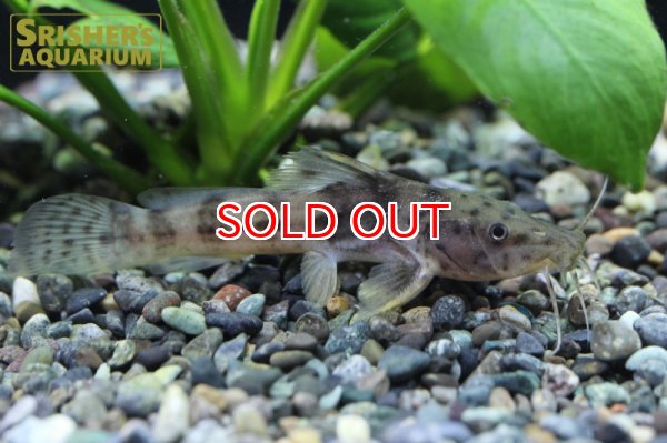 画像2: アフリカンスポッテッドキャット（ナイジェリア） (2)