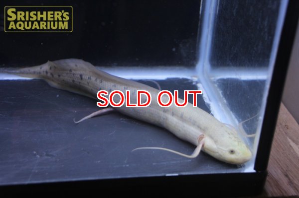 画像4: プロトプテルス アネクテンス (4)