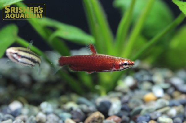 画像2: クリムゾンレッドペンシル　オス (2)