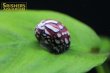 画像1: ホウセキカノコ貝（ブラジル産）パープル系 (1)