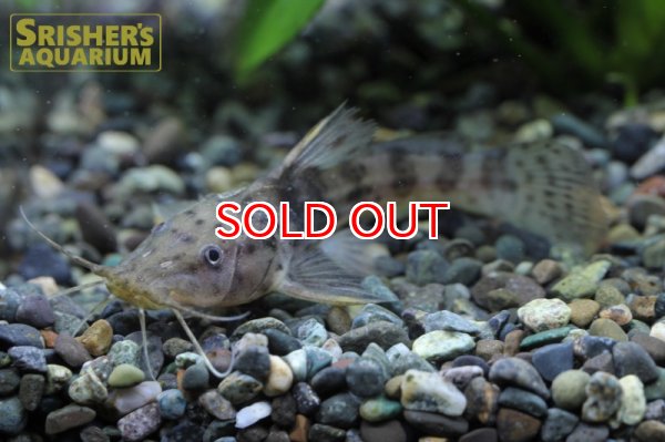 画像3: アフリカンスポッテッドキャット（ナイジェリア） (3)