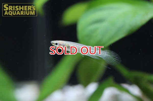 画像4: アフィオプラティス ドゥボイシー WILD（ペア） (4)