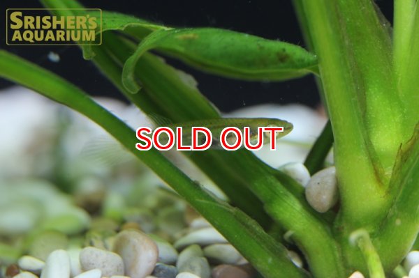 画像5: アフィオプラティス ドゥボイシー WILD（ペア） (5)