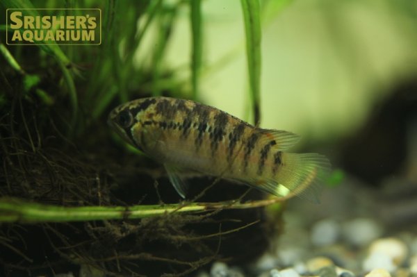 画像5: イバナカラ　アドケタ　メス（ブリード） (5)