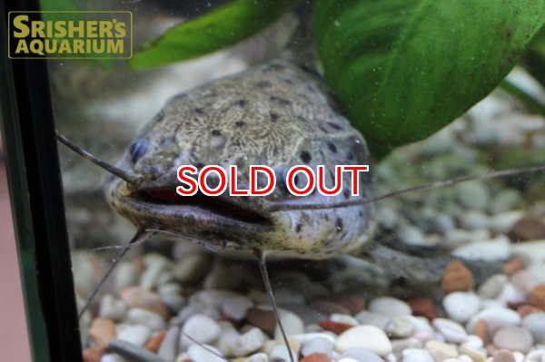 画像3: スポッテッドジャガーキャット (3)