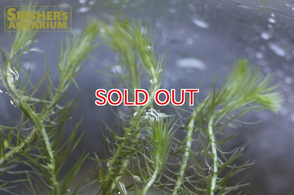 画像2: 水草 マヤカ　ヴァンデリ　１本 (2)