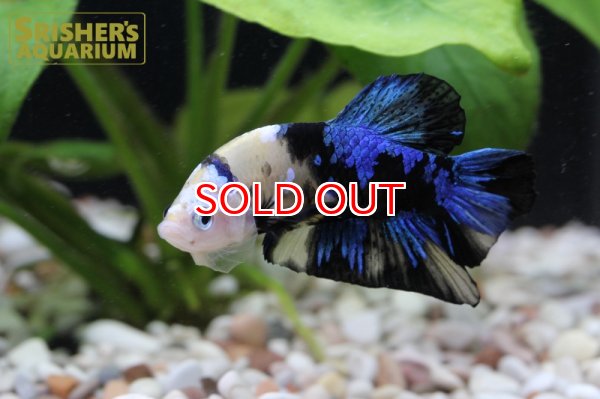 画像3: ベタ　ハーフムーンプラガット　オス n-7 (3)