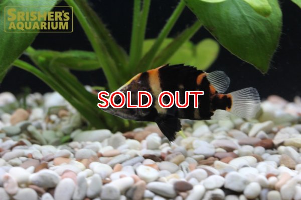 画像2: ニューギニアダトニオ　 (2)