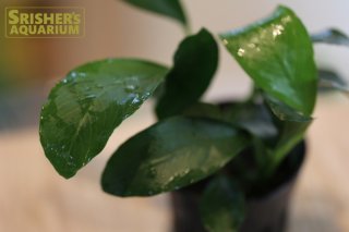 アヌビアス sp petite white 6クラスター。 Amazon.co.jp: (Aquatic Plants) Anubiasunana Petite