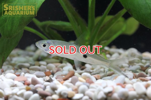 画像2: シルバーヘミオダス (2)