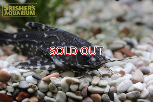 画像2: スポットトーキングキャット WILD (2)