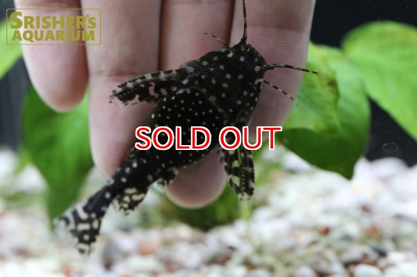 画像3: スポットトーキングキャット WILD (3)