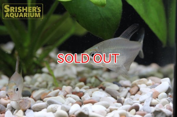 画像3: スーパーキティテトラ WILD (3)