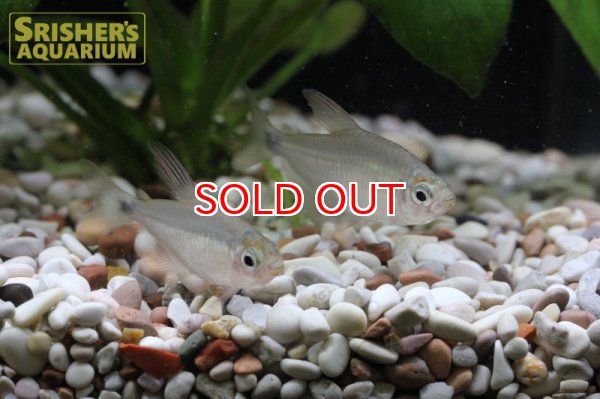 画像2: スーパーキティテトラ WILD (2)