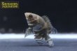 画像6: オスカー　レッドベリー　デメンデス WILD (Astronotus rubroocellatus) (6)