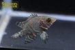 画像3: オスカー　レッドベリー　デメンデス WILD (Astronotus rubroocellatus) (3)