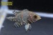 画像2: オスカー　レッドベリー　デメンデス WILD (Astronotus rubroocellatus) (2)