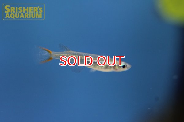 画像2: オリジアス　メコネンシス　WILD (2)