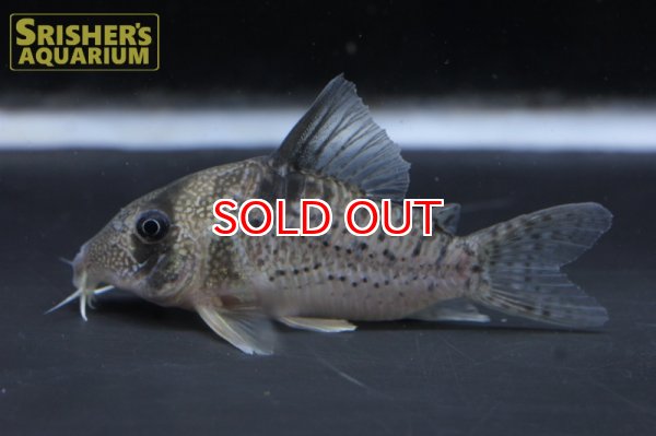 画像2: コリドラス　アンチェスター WILD（セルパ）　 (2)